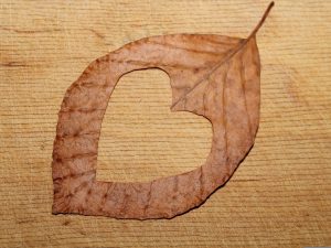 A dried brown leaf with a heart shape cut out of the center lies on a textured wooden surface, reminiscent of the warm, personalized touch you get from Greater Seattle Area Meal Delivery.