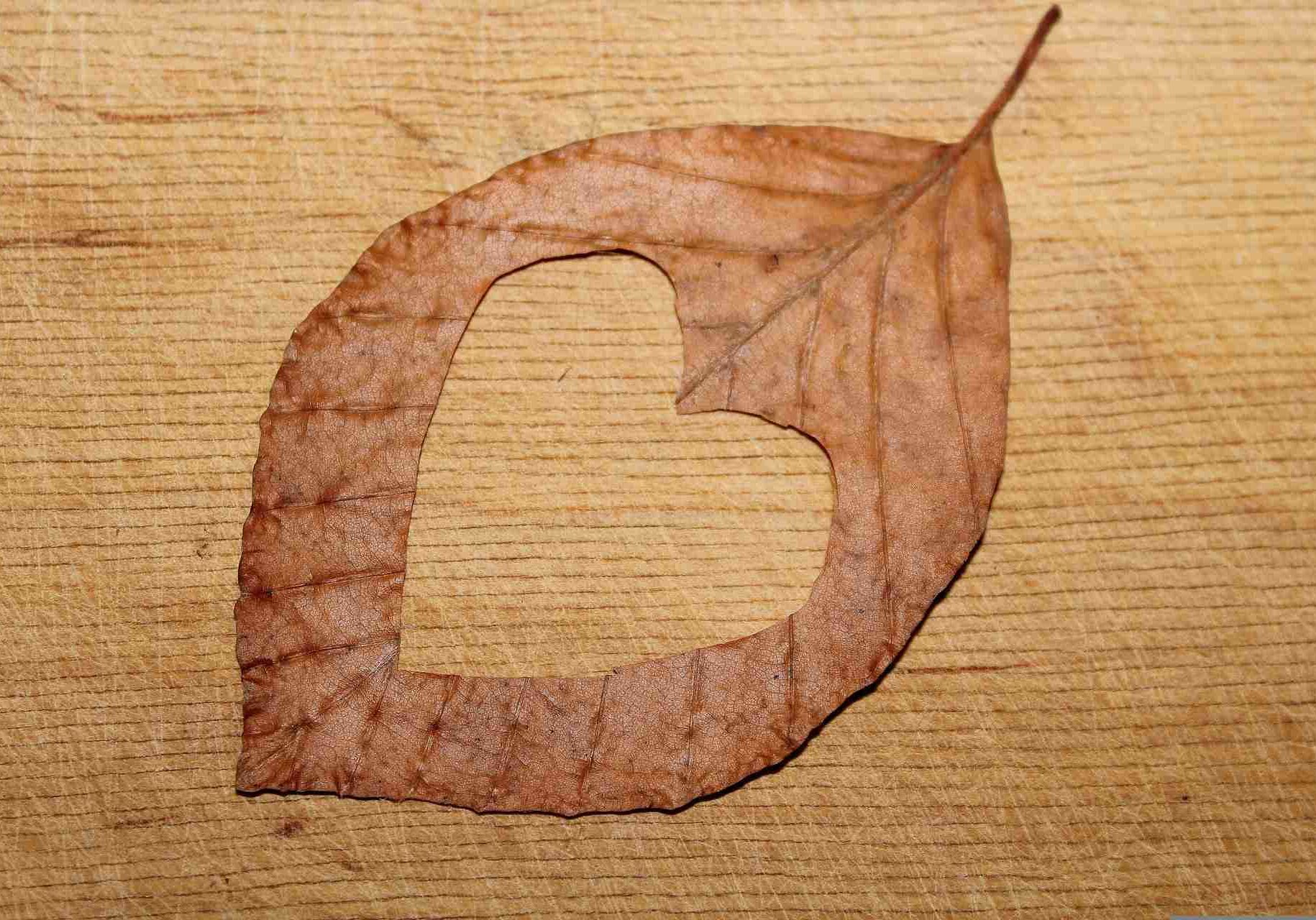 A dried brown leaf with a heart shape cut out of the center lies on a textured wooden surface, reminiscent of the warm, personalized touch you get from Greater Seattle Area Meal Delivery.